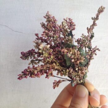 Seeds of Persicaria tinctoria (Japanese indigo "AI")