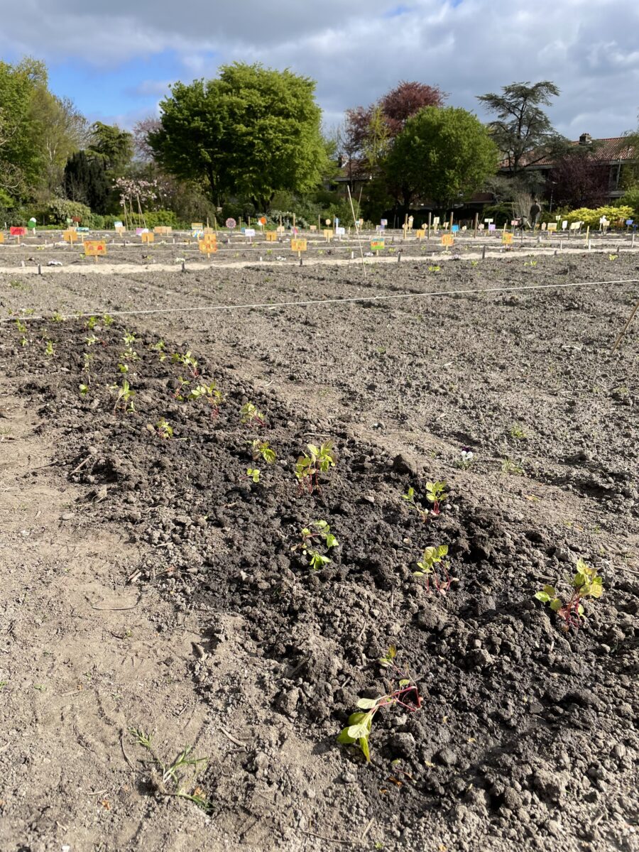 5月　藍の植え替え